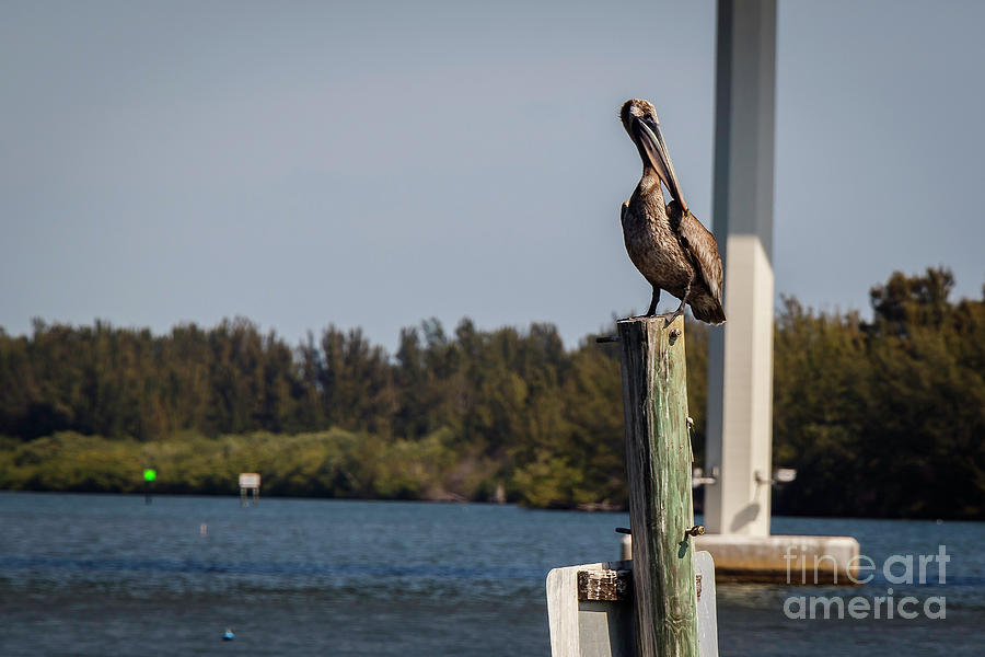 Brown Pelican on Post Photograph by Les Greenwood
