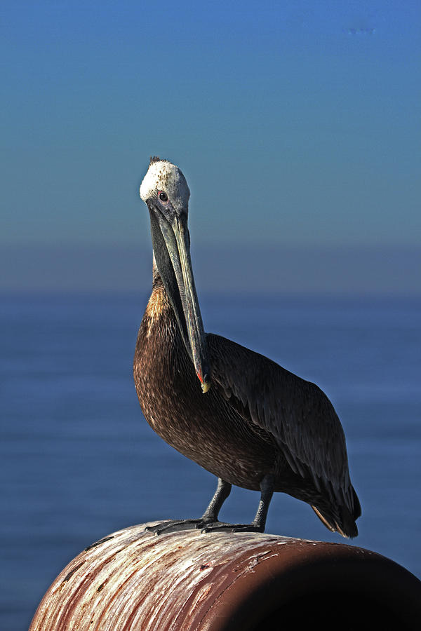 Oceanside California Photograph - Brown Pelican On The Pier by Tom Janca