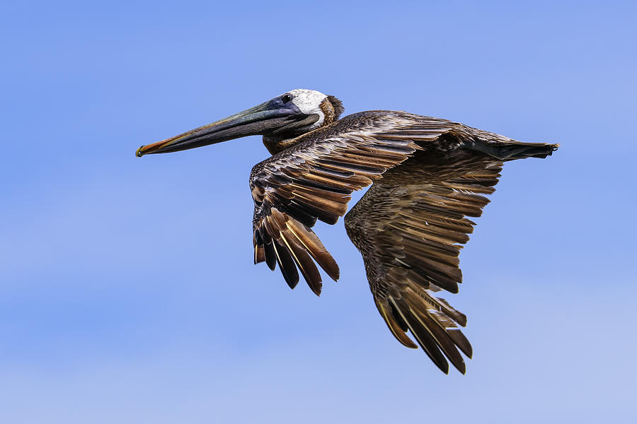 Brown Pelican on the Wing Photograph by Steve Samples - Pixels