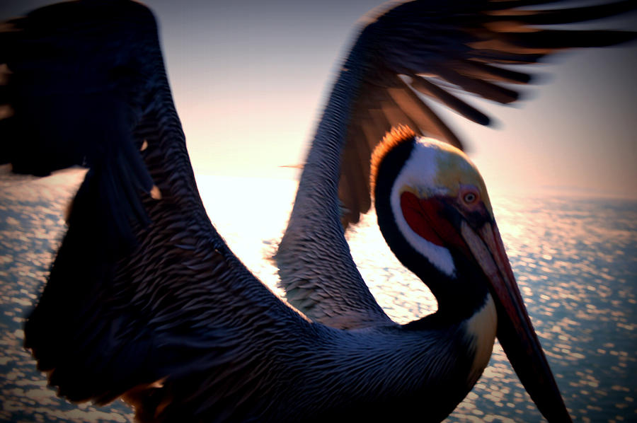 Nature Photograph - Brown Pelican by Nature Macabre Photography