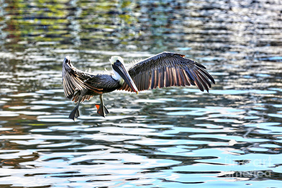 Brown Pelican over Colorful Water Photograph by Carol Groenen