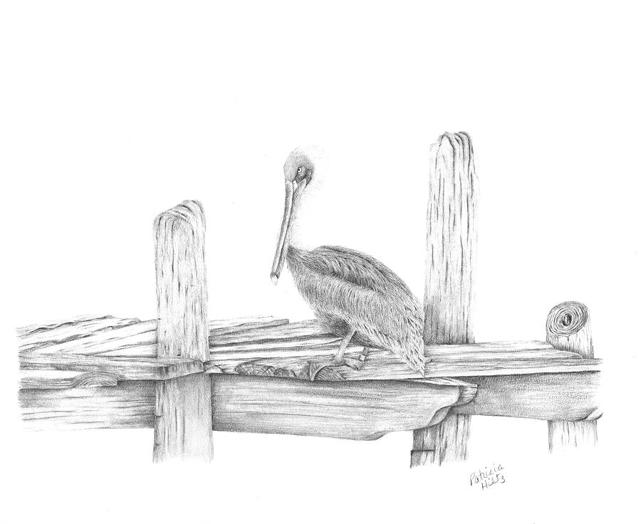 Brown Pelican Drawing by Patricia Hiltz