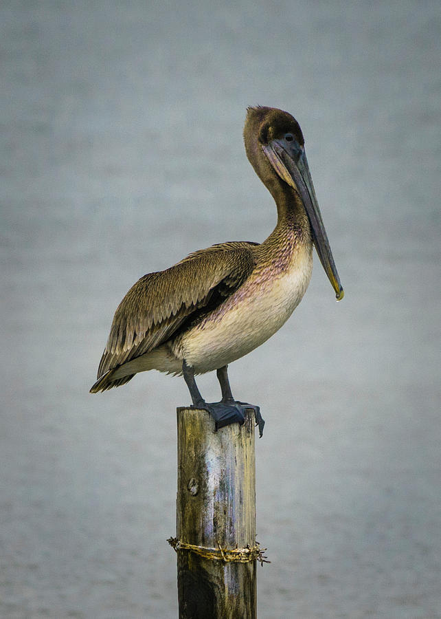 Brown Pelican Photograph by Paula Ponath