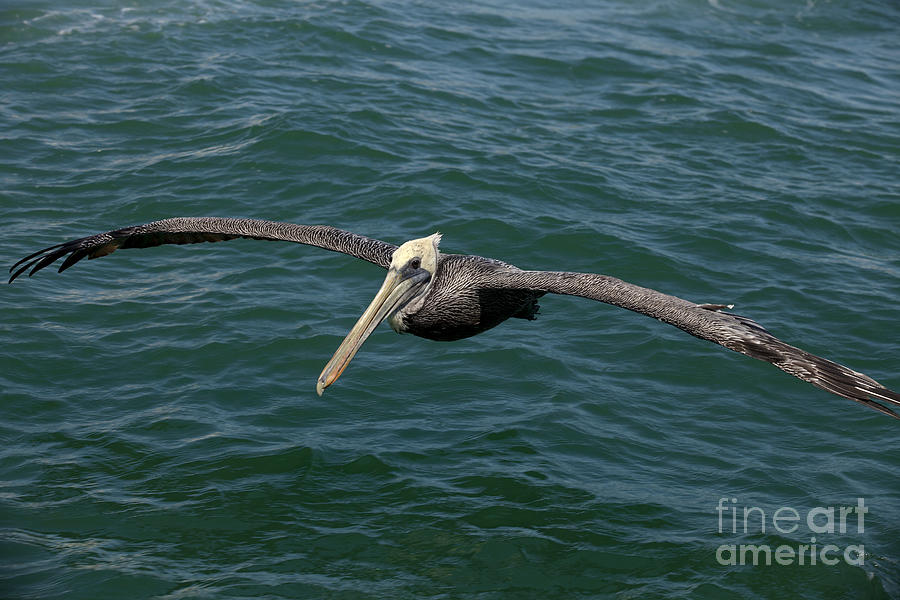 Feather Photograph - Brown Pelican- Pelecanus occidentalis by Anthony Totah