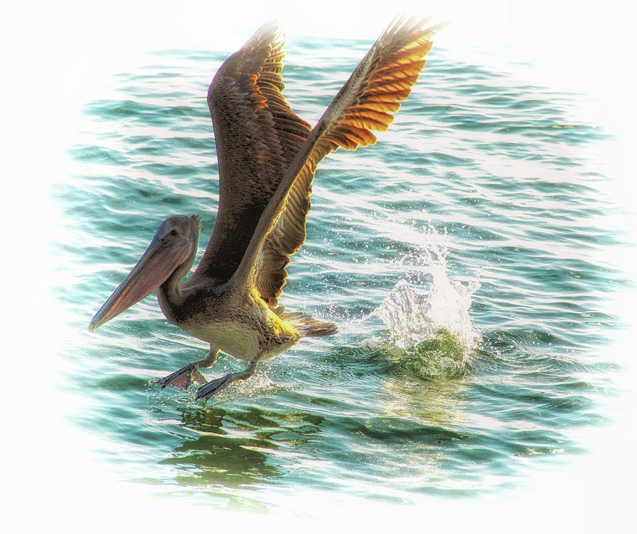 Brown Pelican Plunge  Photograph by Ola Allen