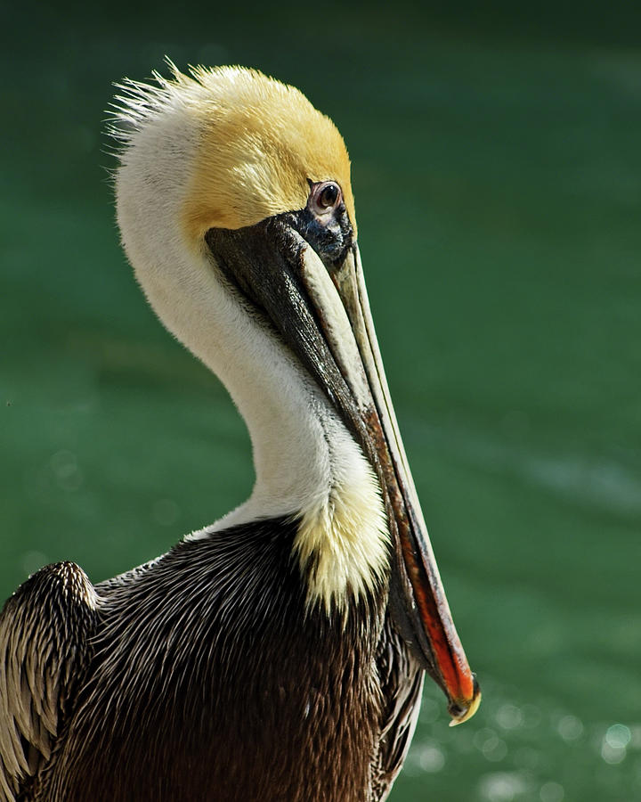 Brown Pelican Portrait Photograph by Dawn Currie