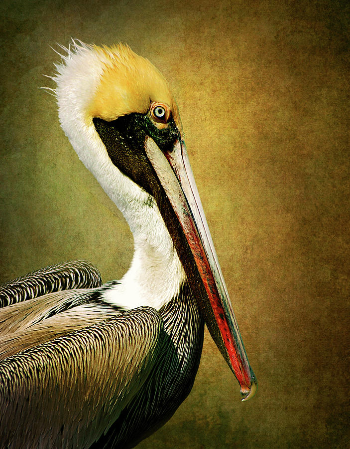 Pelican Digital Art - Brown Pelican Portrait by Diana Van Tankeren
