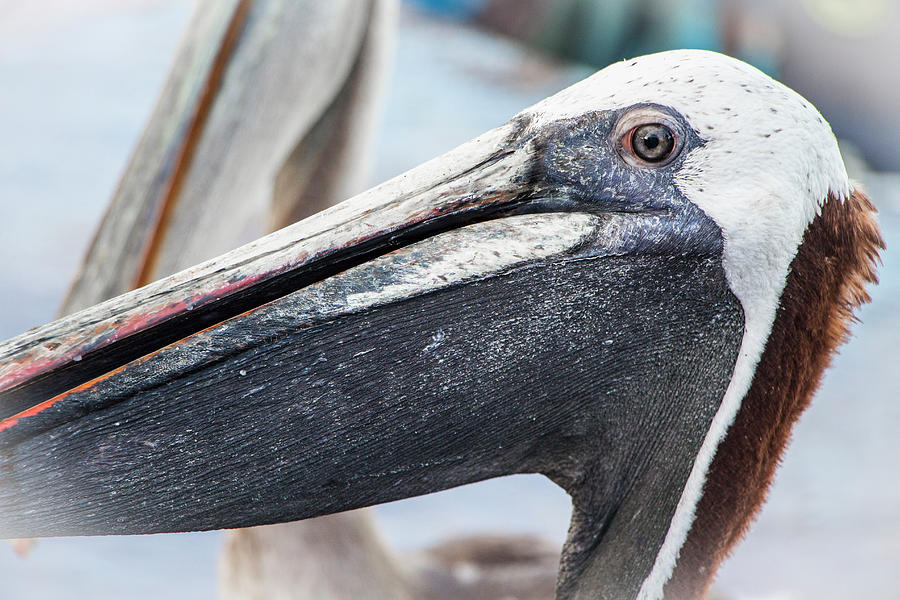 Brown Pelican Portrait, Galapagos Photograph by Venetia Featherstone-Witty