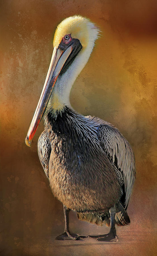 Brown Pelican Portrait Photograph by HH Photography of Florida