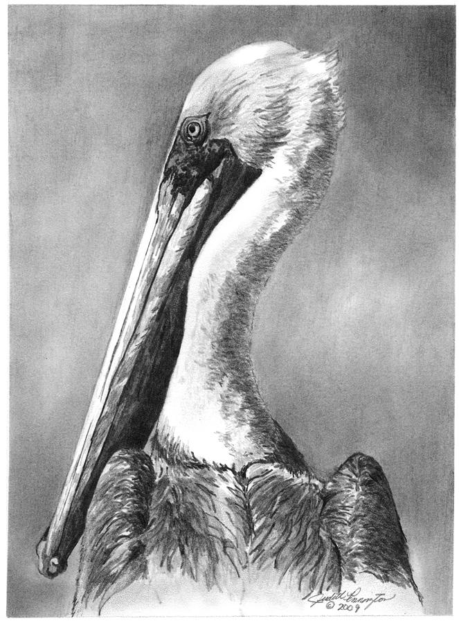 Brown Pelican Portrait Drawing by Judith Pennington Fine Art America