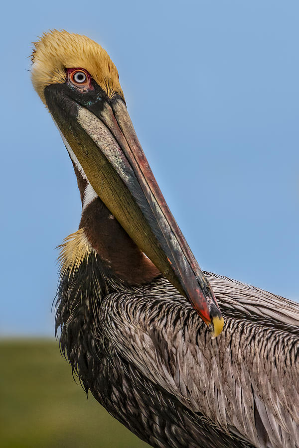 Brown Pelican Portrait Photograph by Susan Candelario