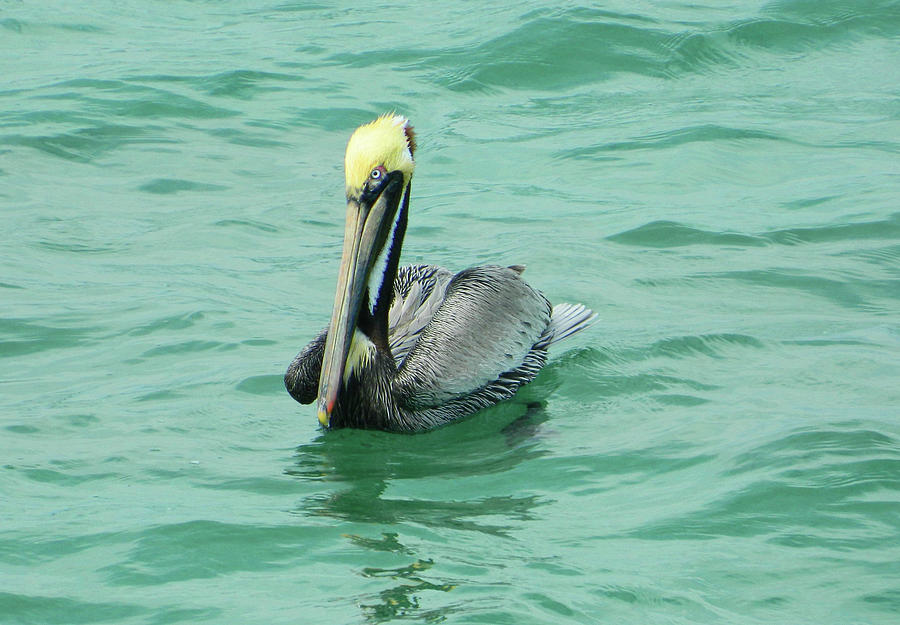 Brown Pelican Pose - How Cute Am I Photograph by Emmy Marie Vickers