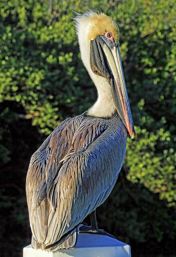 Brown Pelican Posing by H H Photography of Florida Photograph by HH Photography of Florida
