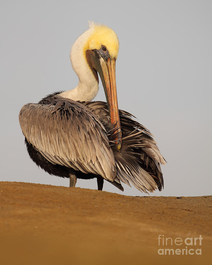 Brown Pelican Preening Feathers On Shifting Sands Photograph by Max Allen