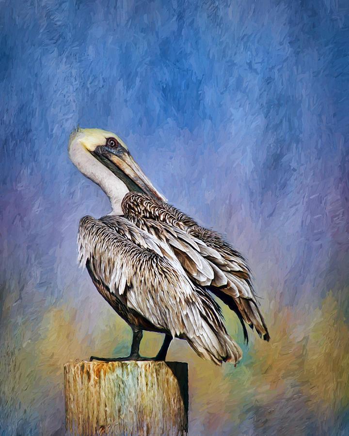 Brown Pelican - Preening Photograph by Nikolyn McDonald