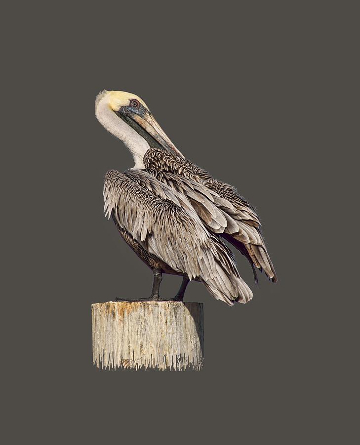 Brown Pelican - Preening - Transparent Photograph by Nikolyn McDonald