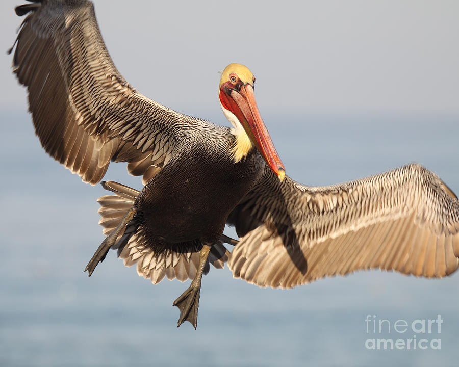 Brown Pelican Putting On The Brakes Photograph by Max Allen