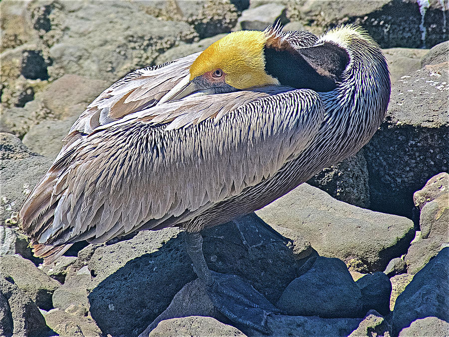 Brown Pelican Resting on Rocks by Puerto Penasco Harbor of Sea of Cortez-Mexico  Photograph by Ruth Hager
