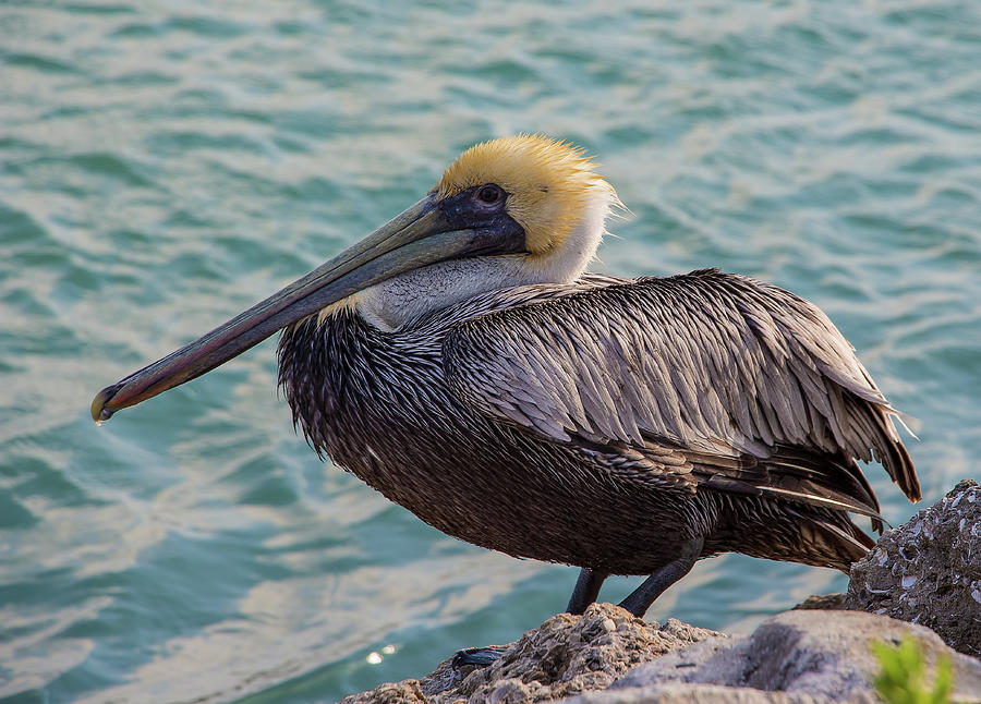Brown Pelican Photograph by Richard Goldman