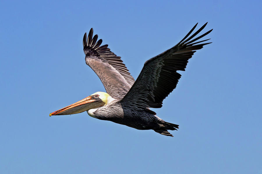 Brown Pelican  Photograph by Rick Pisio