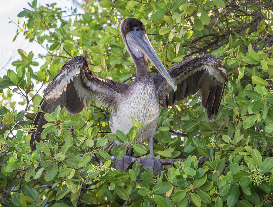 Bird Photograph - Brown Pelican, Santa Cruz, Galapagos by Venetia Featherstone-Witty