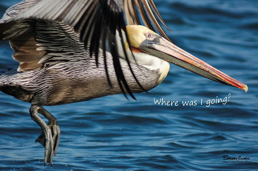 Brown Pelican says Where Was I Going Photograph by Sherry Clark