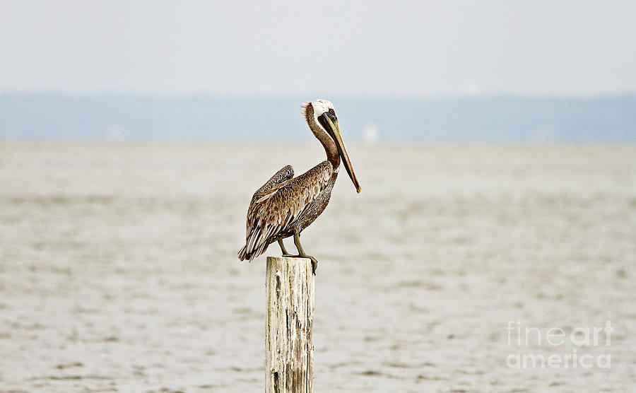 Pelican Photograph - Brown Pelican by Scott Pellegrin