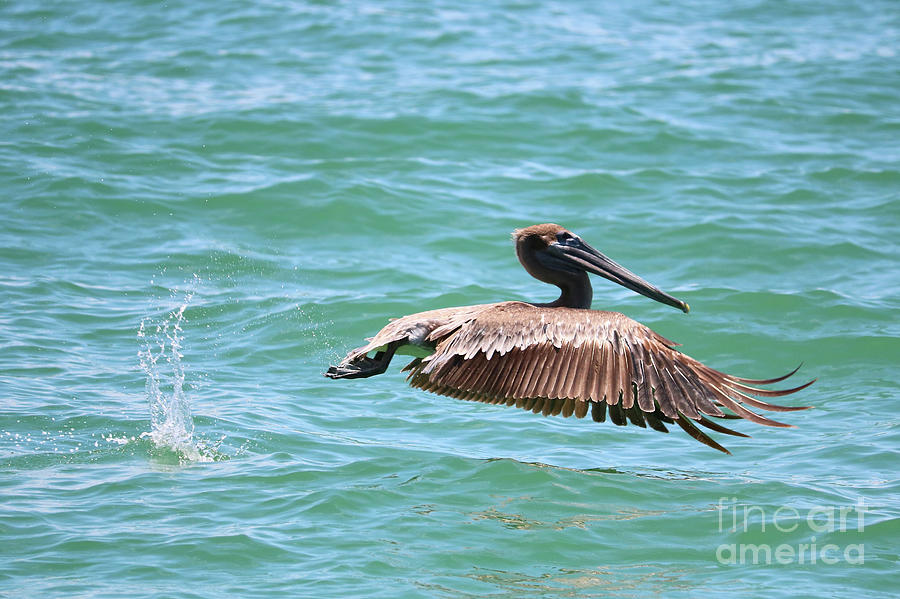 Brown Pelican Splash Photograph by Carol Groenen