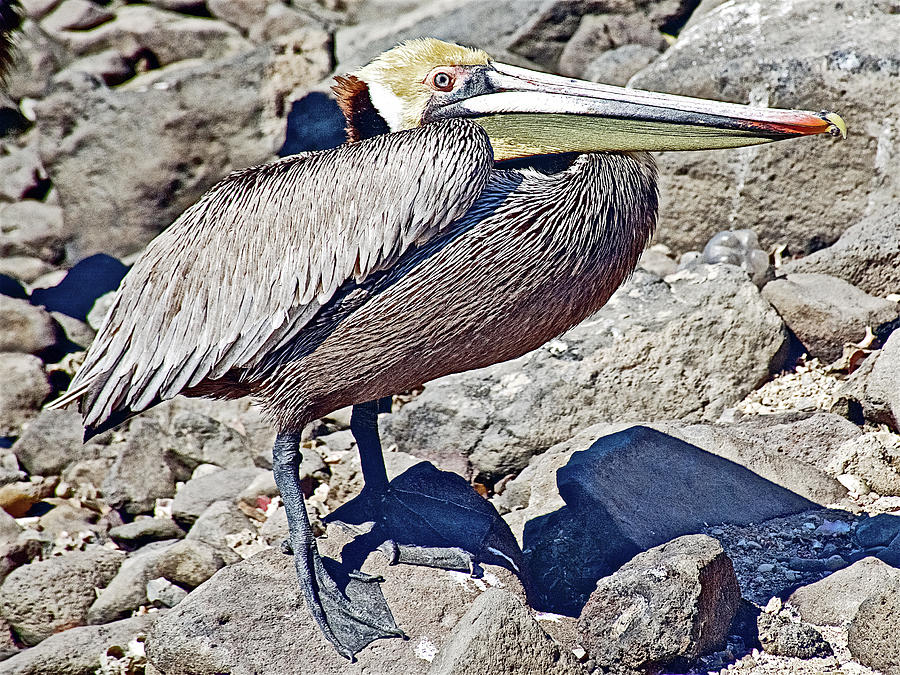 Brown Pelican Standing on Rocks by Puerto Penasco Harbor of Sea of Cortez-Mexico Photograph by Ruth Hager