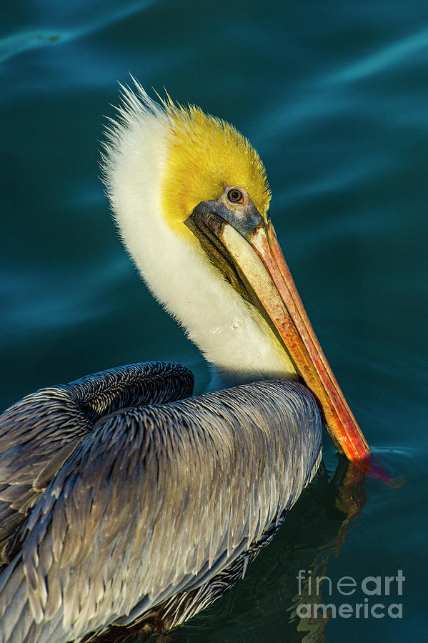Brown Pelican Photograph by Stefano Senise