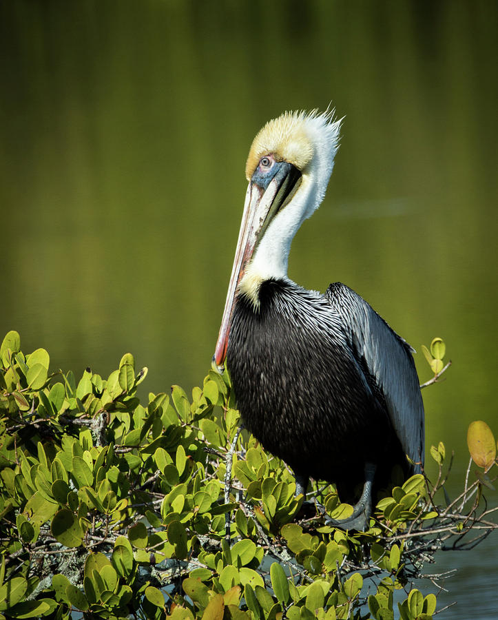 Brown Pelican Photograph by Steven Upton