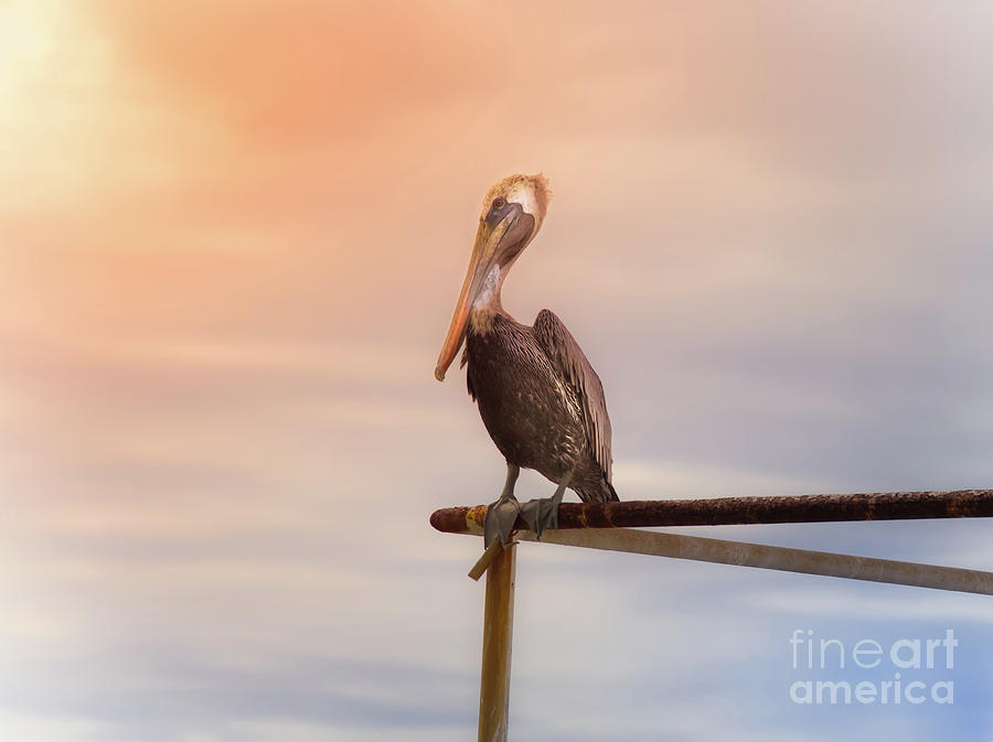 Brown Pelican Sunset Photograph by Robert Frederick