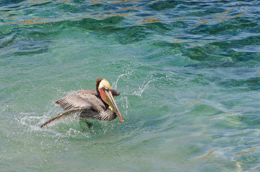 Brown Pelican Photograph by Susan McMenamin