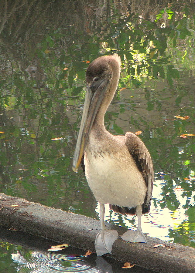 Brown Pelican Photograph by T Guy Spencer