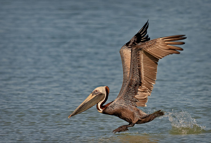 Pelican Photograph - Brown Pelican Take Off by Susan Candelario
