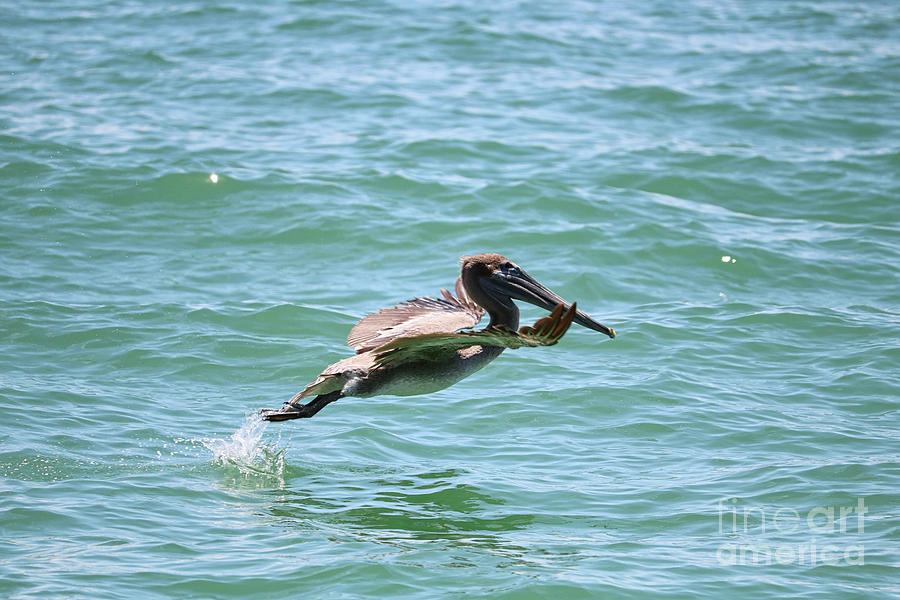 Brown Pelican Takeoff Photograph by Carol Groenen