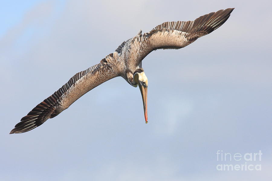 Brown Pelican Taking a Dive Photograph by Wingsdomain Art and Photography