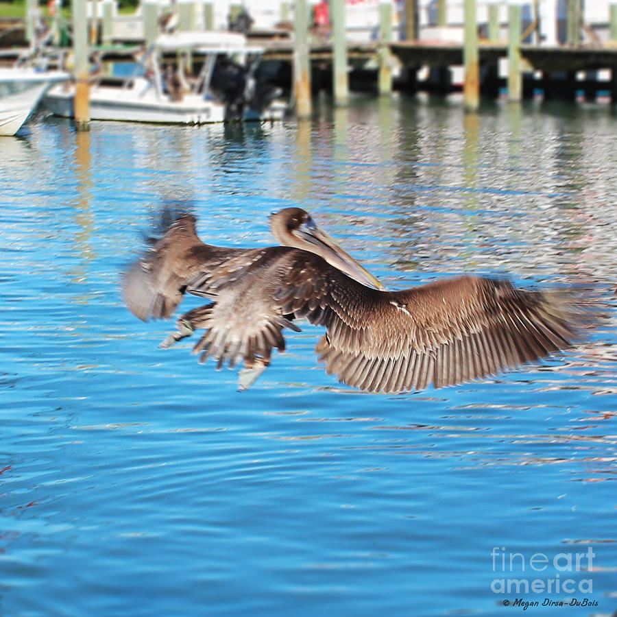 Brown Pelican Taking Flight Photograph by Megan Dirsa-DuBois