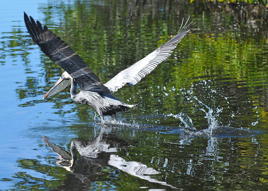 Brown Pelican Taking Off Photograph by Alan Lenk