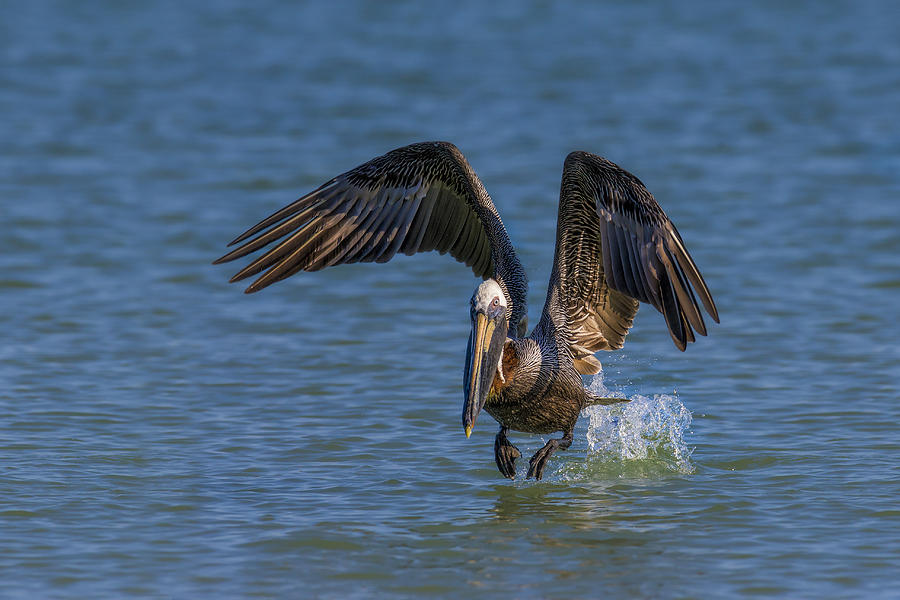 Pelican Photograph - Brown Pelican Taking Off by Susan Candelario