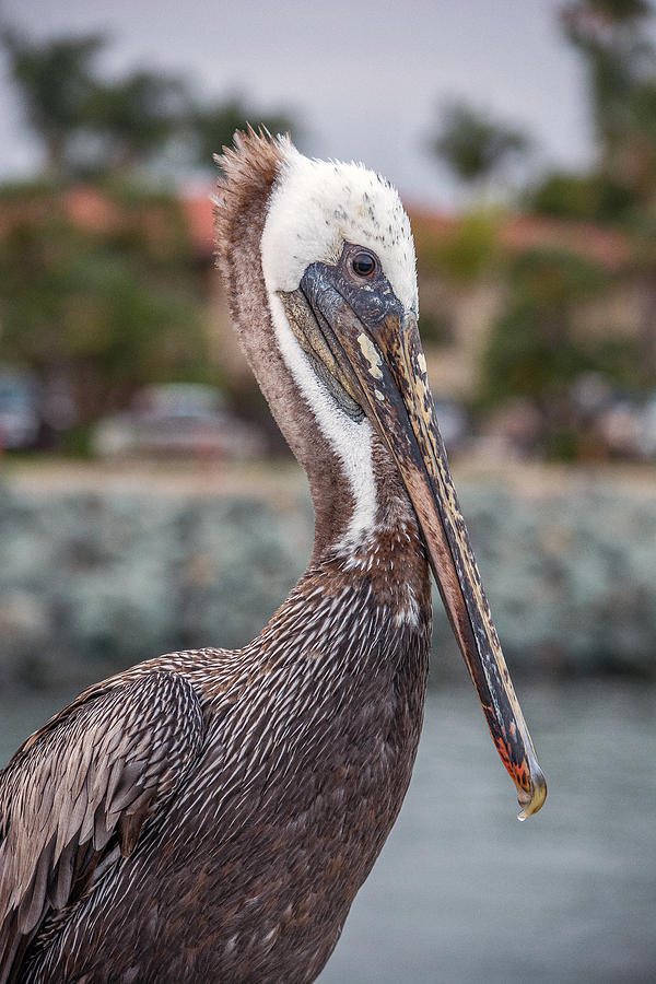 Brown Pelican Photograph by Tam Ryan