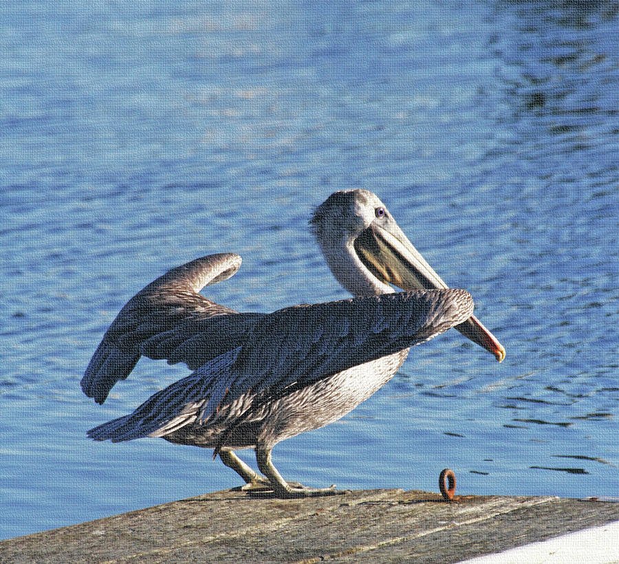 Brown Pelican Photograph by Tom Janca