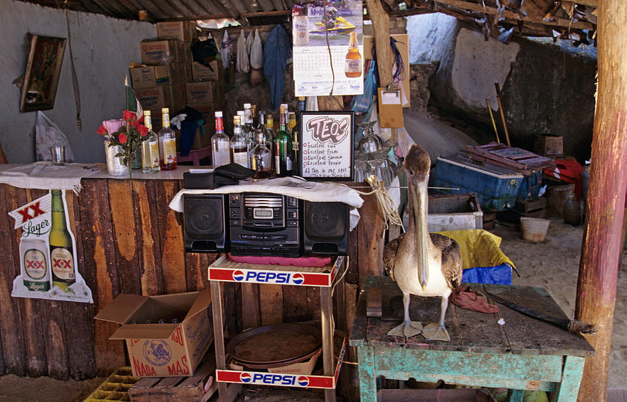 Brown Pelican Visiting Mexican beach bar Photograph by John Harmon