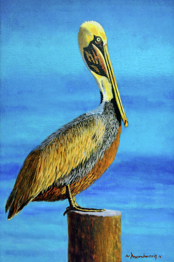 Brown Pelican Painting by Wayne Doornbosch - Fine Art America