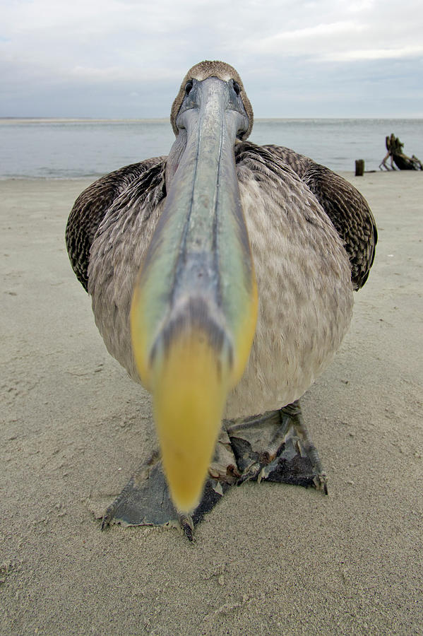 Brown Pelican Wide Angle Closeup Photograph by Dustin K Ryan