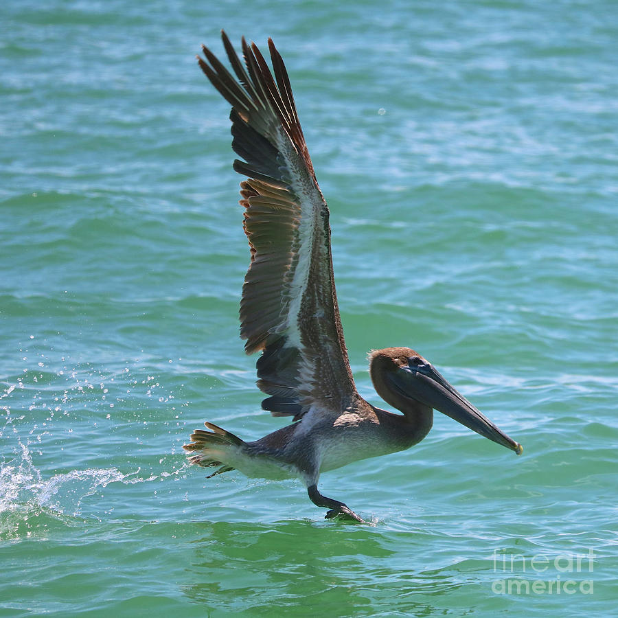 Brown Pelican Wings and Splash Photograph by Carol Groenen