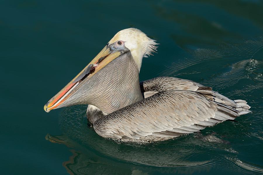 Brown Pelican with a Mouth Full Photograph by Bradford Martin