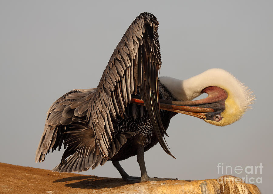 Brown Pelican With An Acrobatic Lean And Preen Photograph by Max Allen