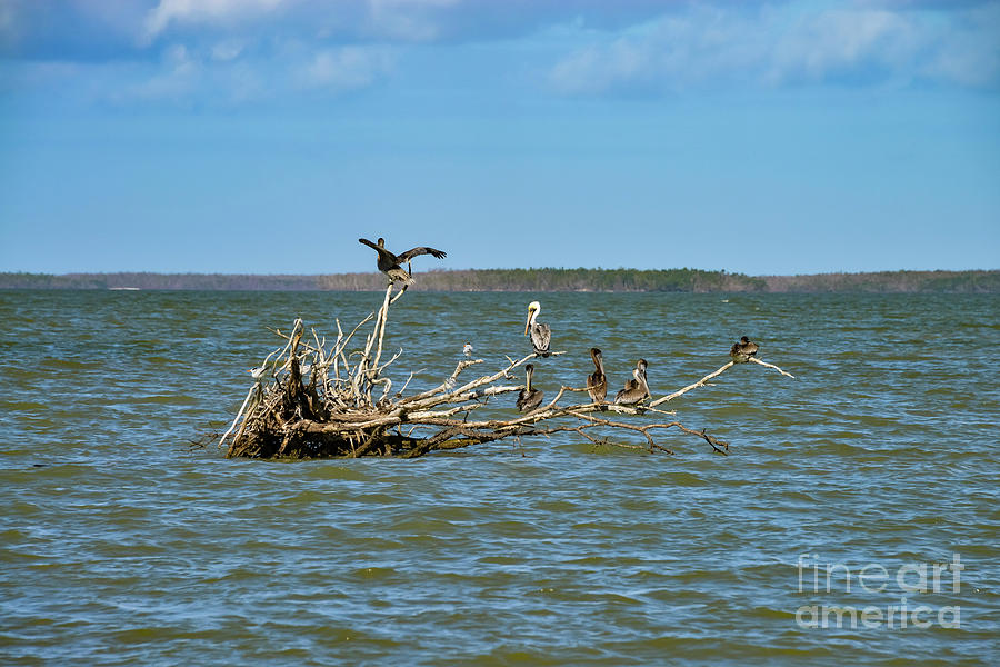 Brown Pelicans and Royal Terns Photograph by Bob Phillips