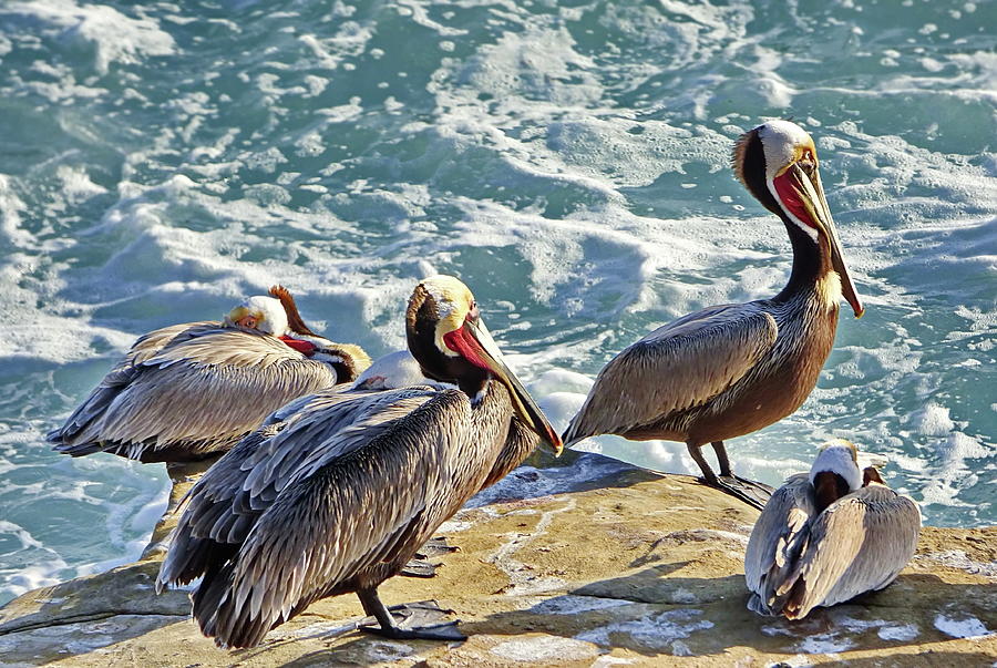 Brown Pelicans at La Jolla Cove Photograph by Lyuba Filatova